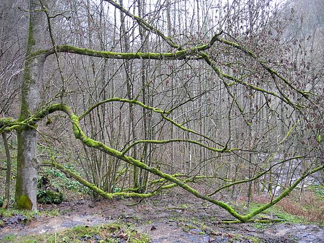 Nel  Regno  della  Jurana